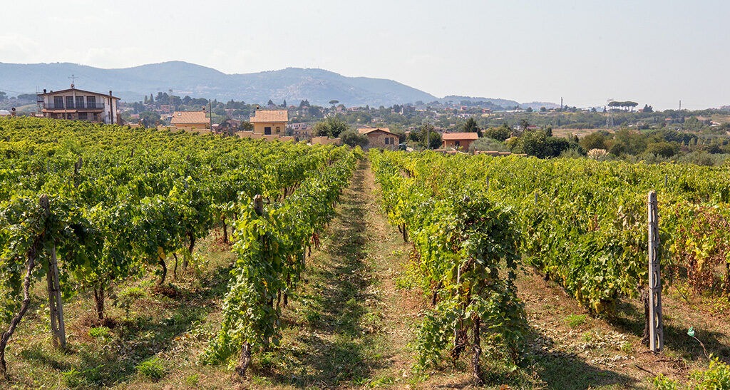 Finita la vendemmia